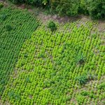 Autoridades decomisan 5,000 plantas ilegales de coca en Honduras honduras