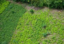 Autoridades decomisan 5,000 plantas ilegales de coca en Honduras honduras