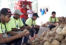 Joven nicaragüense tiene su propia empresa exportadora de cocos