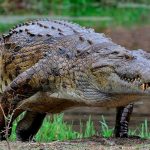 ¿El aceite de coco será tan saludable como muchos suelen asegurarlo? filipinas