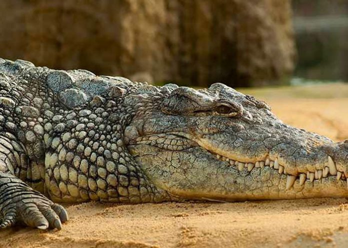 coco_JSokeRG zimbabue