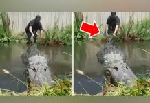 Hombre intenta ingresar al lago, molesta a cocodrilo y esto ocurre hombre