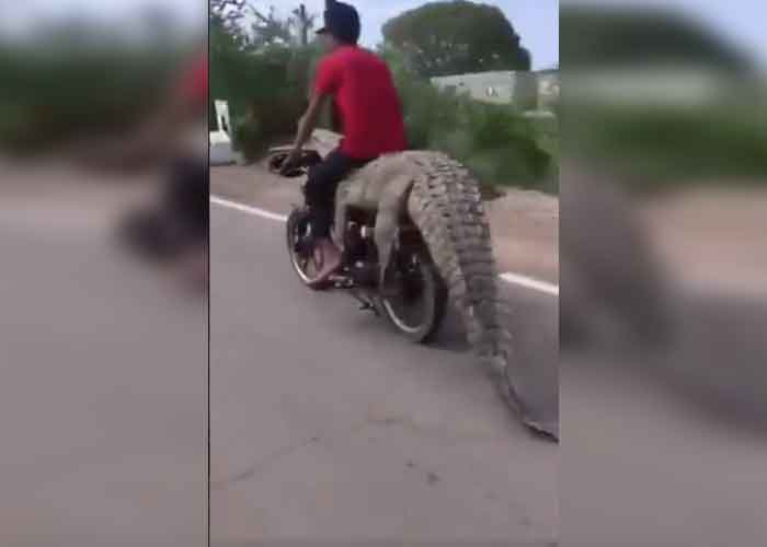 cocodrilo-_Zqwg3qG mexico