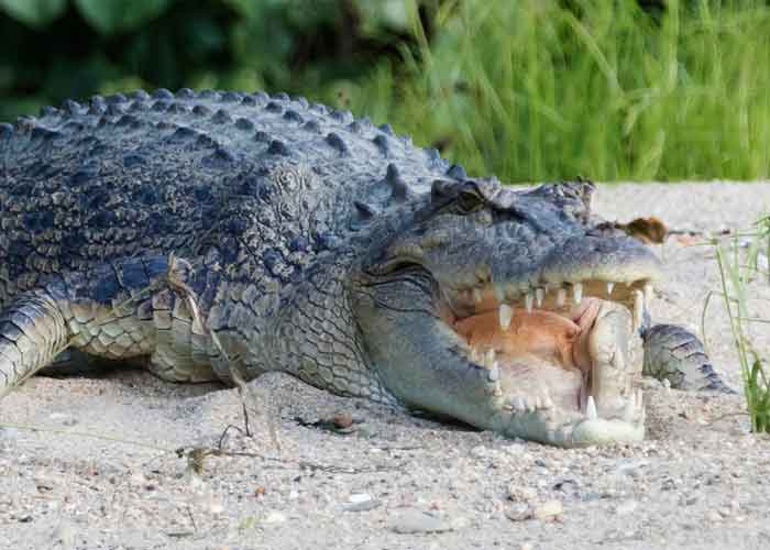 cocodrilo-_gdm7vM8 australia