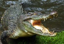 Cocodrilo ataca a una anciana que lavaba la ropa en un río (VIDEO) india