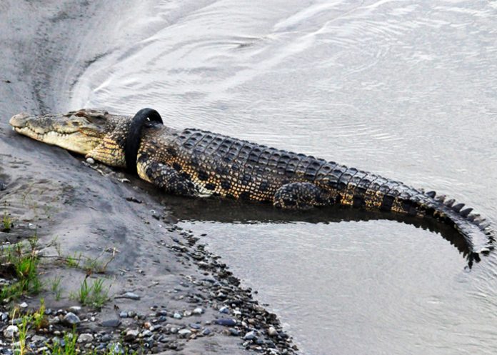 cocodrilo_indonesia_ indonesia