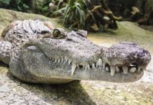 Cocodrilo devora a un pez del tamaño su cabeza (VIDEO) sidafrica