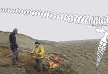 Descubren en la Antártida un reptil gigante descubren