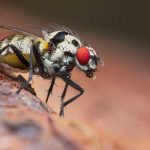 Rusia detecta moscas portadoras del cólera en un cargamento de Ecuador rusia