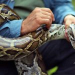 Comienza el «Python Bowl», un concurso de captura de pitones en Florida estados unidos