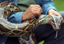 Comienza el «Python Bowl», un concurso de captura de pitones en Florida estados unidos