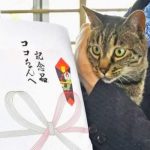 Japón: Condecoran a una gata por ayudar a rescatar a un anciano japon