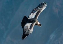 condor