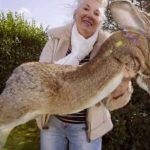 Desaparece el «conejo más grande del mundo» y su dueña ofrece gran recompensa reino unido