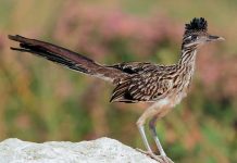 Correcaminos de Colón arriban al país para el COCABA 2018 real