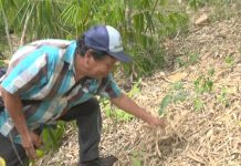 Producción de cítricos, una opción sostenible para la economía familiar nicaragua