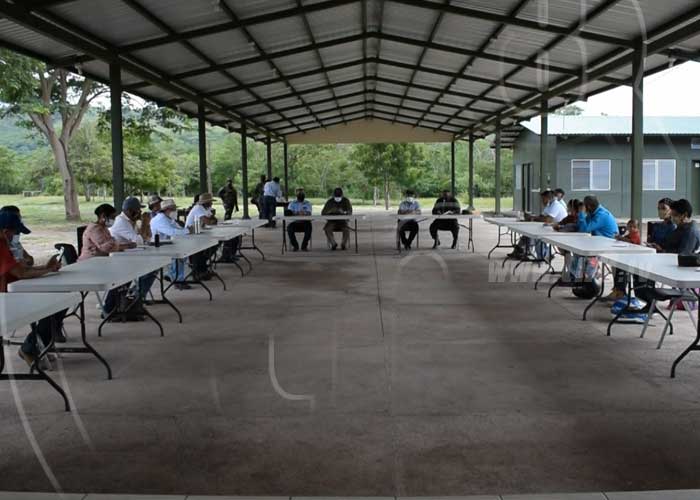 cosecha-cafe-madriz-1 nicaragua