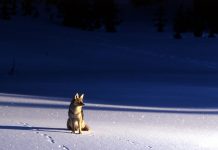 Los animales adoptan hábitos nocturnos para evitar a los humanos animales