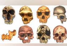 ¿Cómo es el rostro humano y que papel tuvo en las relaciones sociales? como es