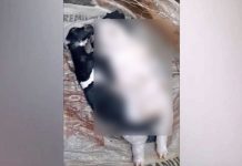YouTube: afirman que cabra dio a luz a criatura mitad cerdo y mitad humano filipinas