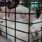 Nicaragua impulsa ganadería menor en familias campesinas nicaragua