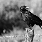 Francia: Entrenan a cuervos para recoger basura en un popular parque francia