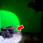 Joven ordena sus zapatos viejos y encuentra la cola de peligrosa criatura joven