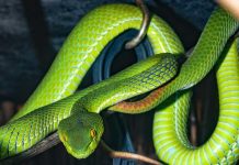 Serpiente le muerde la cabeza al llegar de visita estados unidos