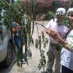 Científica cubana admirada por trabajo de Nicaragua con marango cientifica