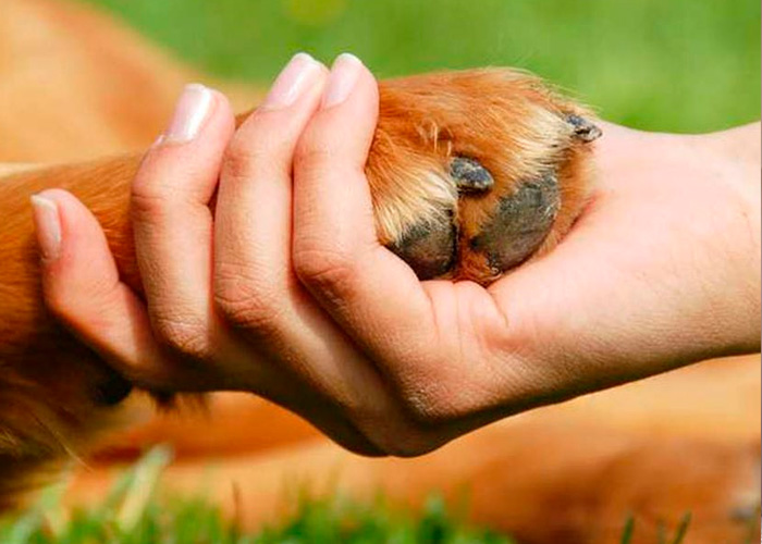 cuba_0GKtQrR animales