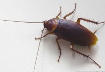 Quiso matar una cucaracha pero se disparó el pie accidentalmente estados unidos