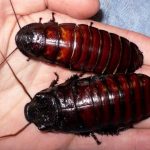 Arrestada tras descubrir cientos de cucarachas en la mochila de su hija estados unidos