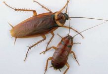 Un estudio demuestra que son cada vez más resistentes a los insecticidas estudio