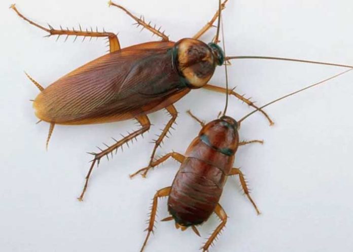 cuca_DVXnIrV estudio