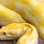 Incautan 219 serpientes exóticas en el interior de un departamento en Argentina (FOTOS) argentina