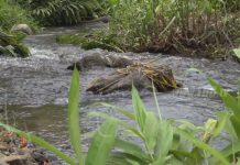 Capacitan a técnicos sobre cuenca hídrica en Río Dipilto nicaragua
