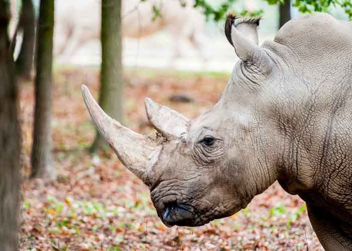 cuernos-de-rinoceronte