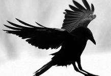 Los cuervos son capaces de crear objetos a partir de un modelo mental cuervos