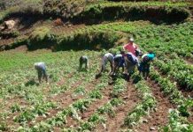200 cultivos indígenas usados para mejorar nutrición en 4 paises 200 cultivos