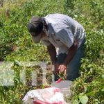 Grandes proyecciones en cosechas para productor de hortalizas en Boaco nicaragua