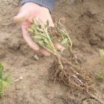 Lluvias en Bolivia afectan 60.000 hectáreas de cultivos bolivia