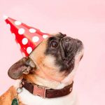 Celebra la fiesta de cumpleaños a su perro y su reacción se viraliza fotos