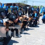 DOEP de la Policía Nacional culmina curso de unidades cinófilas nicaragua, canina, curso, cinofila, policia,