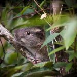 Reaparece la «rata de bambú» en Machu Picchu, una especie rara de roedor peru