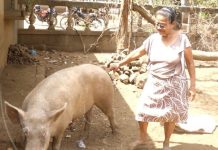 Mujer emprendedora de Granada destaca en crianza de cerdos nicaragua