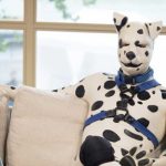 Afirma ser un dálmata y pide ser reconocido como un «trans-especie» reino unido