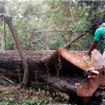 Ometepe: Autoridades decomisan nuevamente cargamento de madera preciosa