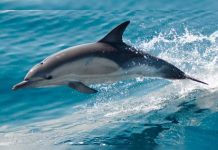 Encuentran delfín en un río y de inmediato lo trasladan al mar (VIDEO) rusia