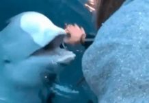 De no creer: se le cayó el celular al mar y una beluga se lo devolvió se le cayo