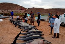 Encuentran a 54 delfines varados en una playa de México mexico
